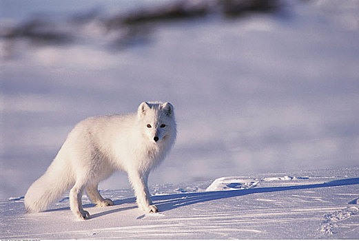 北极狐,海湾