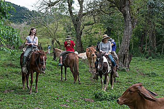 旅游,骑马,农场,庄园,洪都拉斯