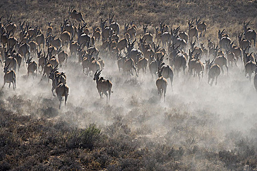大羚羊,游戏,牧场,南非