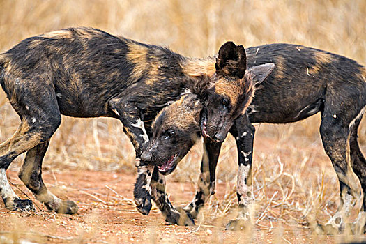 肯尼亚,两个,幼小,野狗,玩耍