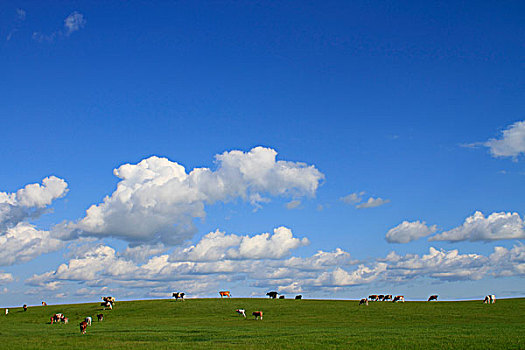 草原,牛,天空,云彩