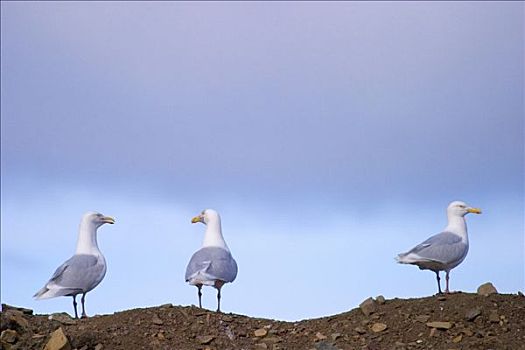 三个,海鸥,朗伊尔城,斯瓦尔巴特群岛,挪威