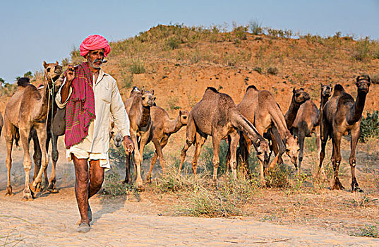道路,普什卡,骆驼,市场,拉贾斯坦邦,印度,亚洲