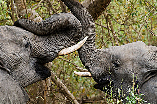 大象,非洲象,玩,克鲁格国家公园,林波波河,南非,非洲