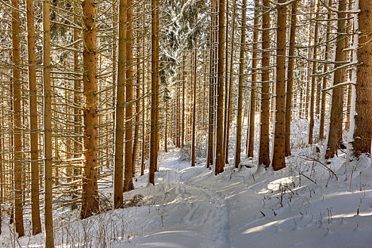 德国,图林根州,树林,树,雪