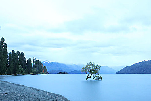 湖上晨曦与一棵树