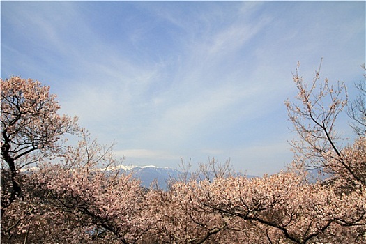樱花,长野,日本