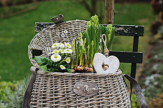 春天,篮子,英国,雏菊,悬挂,心形,装饰,花园椅