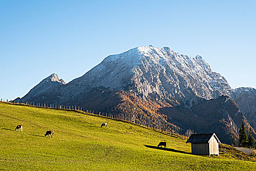 母牛,草场,阿尔卑斯草甸,后面,拉姆绍北贝希特斯加登,巴伐利亚,德国,欧洲