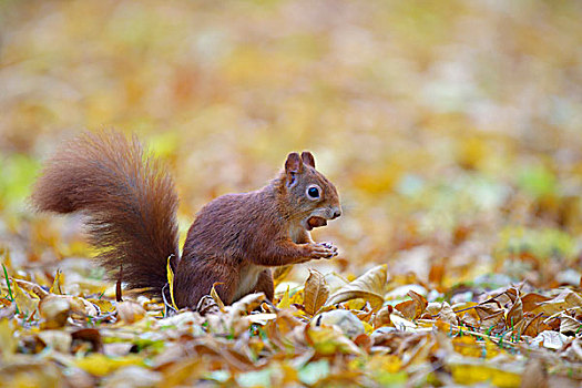 欧亚红松鼠,松鼠,秋天,黑森州,德国