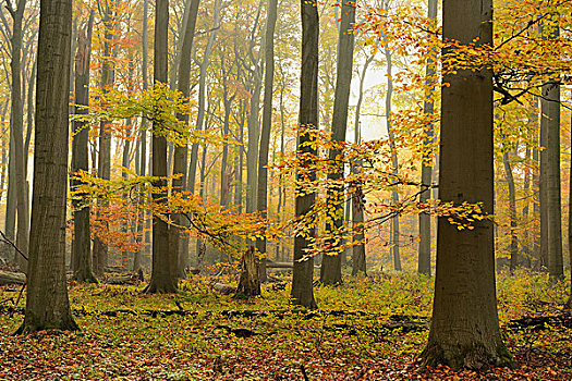 山毛榉,树林,秋天,雾,下莱茵,区域,北莱茵威斯特伐利亚,德国,欧洲