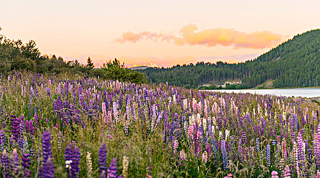 紫色,羽扇豆属植物,羽扇豆,日落,特卡波湖,坎特伯雷地区,南部地区,新西兰,大洋洲