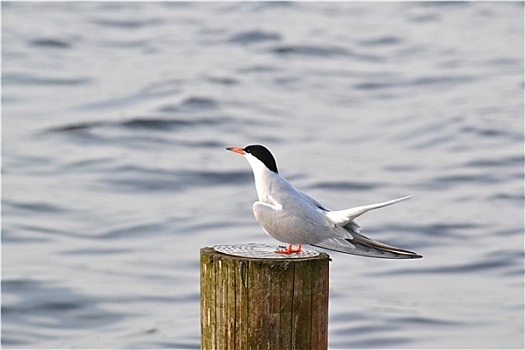 燕鸥,杆,自然保护区,荷兰