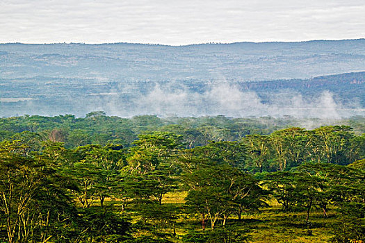 刺槐,树林,纳库鲁湖国家公园,肯尼亚