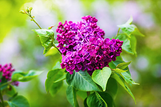 紫色,丁香,花