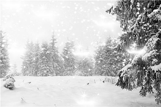 冬季风景,下雪,针叶林