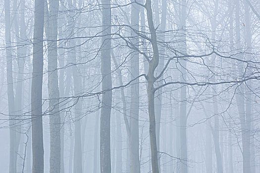 亮色调,图像,冬天,树,雾气