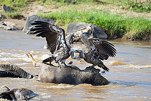 秃鹰,角马,畜体,马拉河,马赛马拉国家保护区,肯尼亚,非洲