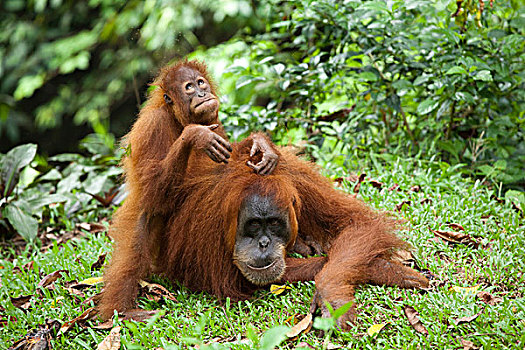 猩猩,年轻,雨,树林,苏门答腊岛,印度尼西亚,亚洲