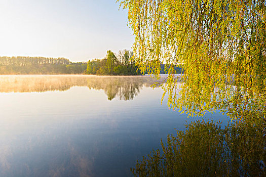 湖,树,早晨,亮光,德国