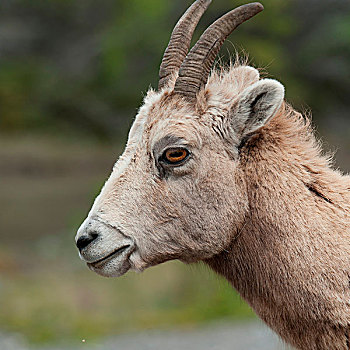 雌性,大角羊,碧玉国家公园,艾伯塔省,加拿大