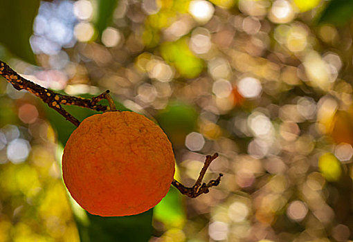 柑橘,树
