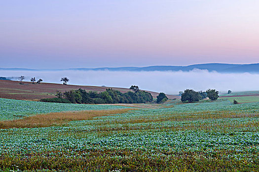 乡村,晨雾,黎明,俯视,地点,巴伐利亚,德国