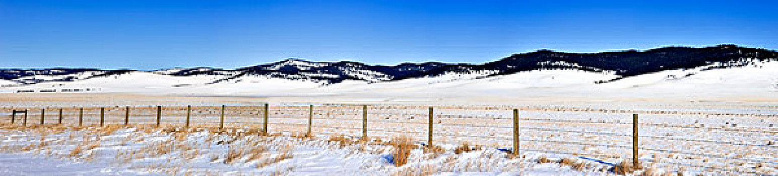积雪,土地,豪猪,山,艾伯塔省,加拿大