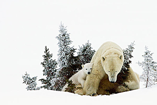 北极熊,瓦普斯克国家公园,丘吉尔市,曼尼托巴,加拿大