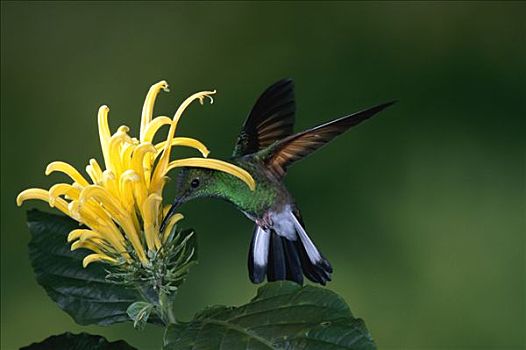 蜂鸟,穿刺,花,雾林,哥斯达黎加