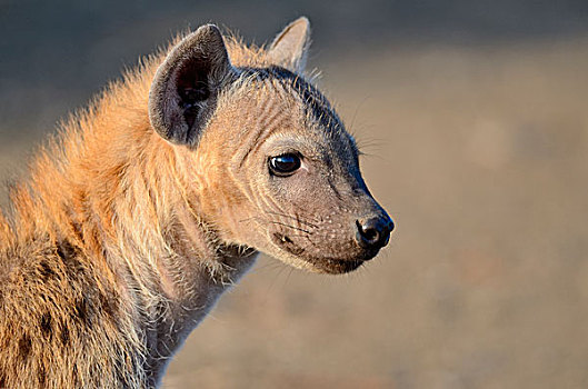 斑鬣狗,笑,鬣狗,幼兽,早晨,亮光,克鲁格国家公园,南非,非洲