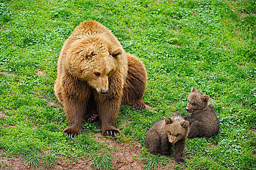头像,棕熊,幼兽,德国