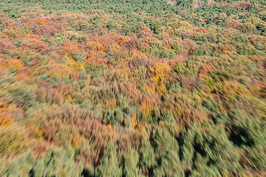 飞行,风景,秋日树林