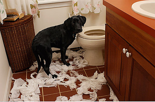 狗,展开,卫生纸,卫生间