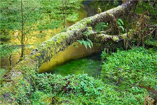 霍河雨林,湿地,生长,地面,碧水,反射