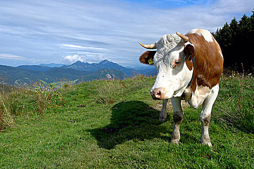 母牛,巴伐利亚,德国,欧洲