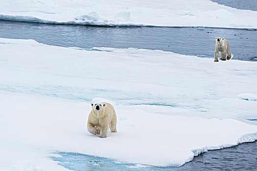 北极熊,两个,幼兽,移动,浮冰,斯匹次卑尔根岛,岛屿,斯瓦尔巴群岛,挪威,欧洲