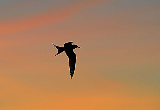 北极燕鸥,剪影,迟,晚间,设得兰群岛,苏格兰,英国,欧洲