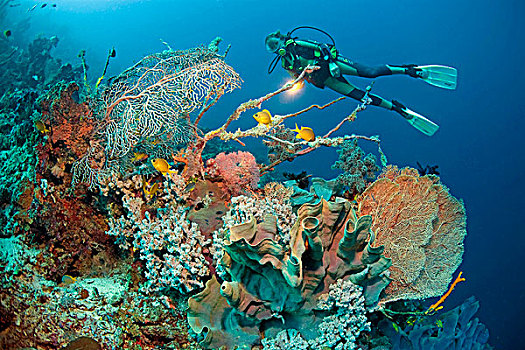 潜水,珊瑚礁,巨大,海扇,大象,耳,海绵,宿务,米沙鄢,菲律宾,亚洲