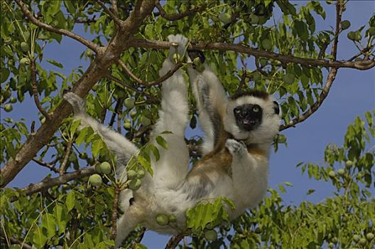 维氏冕狐猴,悬挂,树上,脆弱,贝伦提保护区,南方,马达加斯加