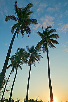 椰树,留尼汪岛