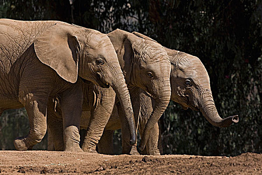 非洲象,三个,非洲