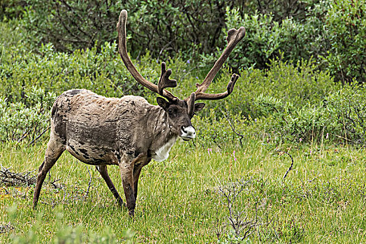 北美驯鹿,驯鹿属,雄性,鹿角,天鹅绒,德纳里峰国家公园,阿拉斯加,美国
