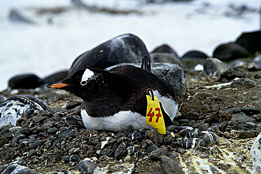 南极,乔治王岛,巴布亚企鹅,生物群,鸟窝,研究