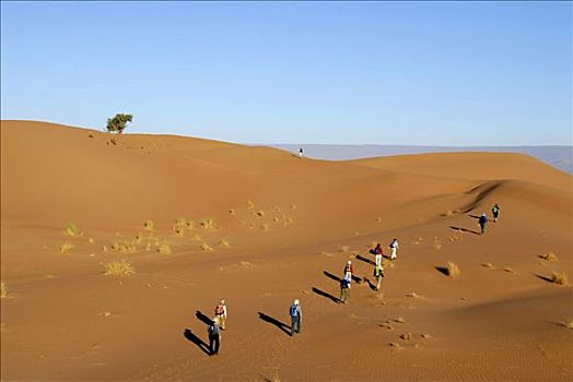 沙漠,跋涉,游客,远足,向上,沙丘,靠近,摩洛哥