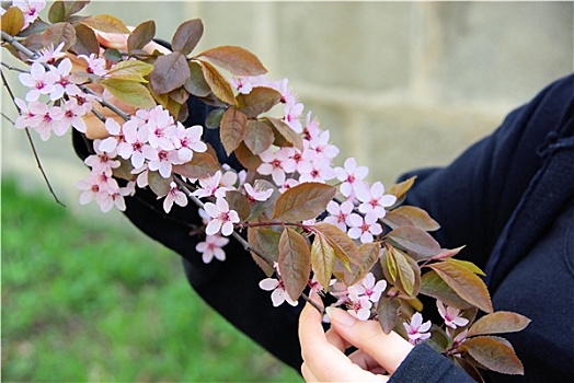 花,樱桃李