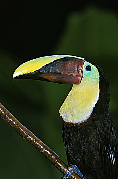 巨嘴鸟,头像,成年,哥斯达黎加