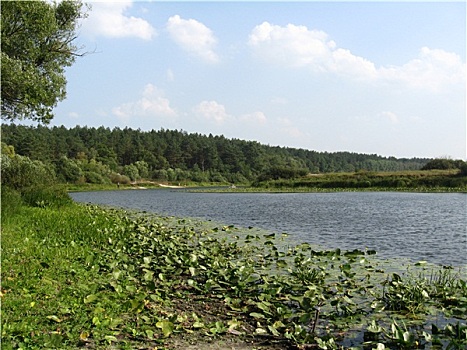 风景,荷花,河