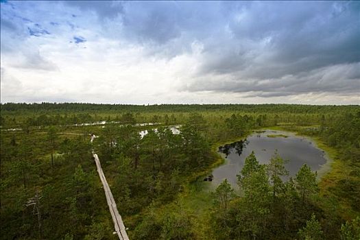 湿地,国家公园,爱沙尼亚,波罗的海国家,欧洲