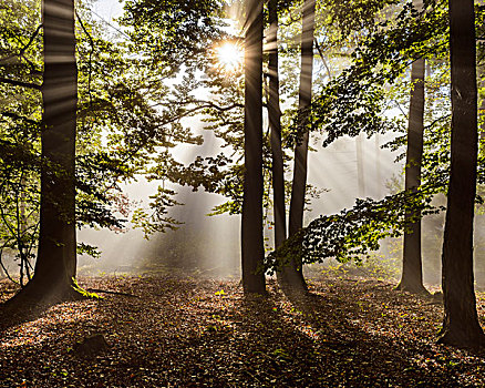 树林,早晨,太阳光线,雾气,奥登瓦尔德,山,黑森州,德国